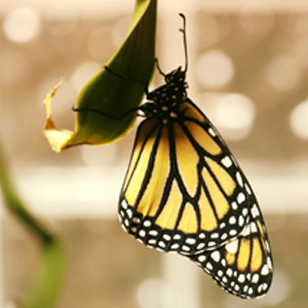 A monarch butterfly hangs from a leaf
